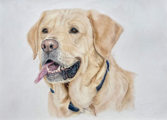 Joep – Altijd Vrolijk, Altijd Trouw