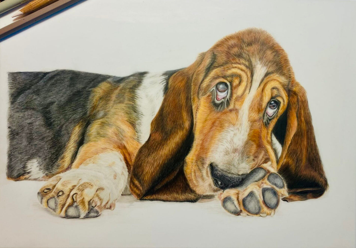 De Charme van de Basset Pup – Een Portret van Onschuld en Trouw